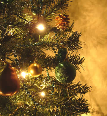 Een den of een spar? Abies of Picea? Kies een kerstboom